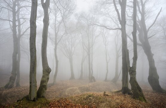 Mysterious forest in the fog, bizarrely overgrown bare beech trees, autumn, Ore Mountains, Czech Republic
