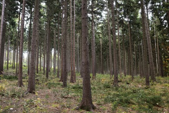 Monoculture of spruce trees (Picea abies), Hetzdorf, Dresden, Saxony, Germany