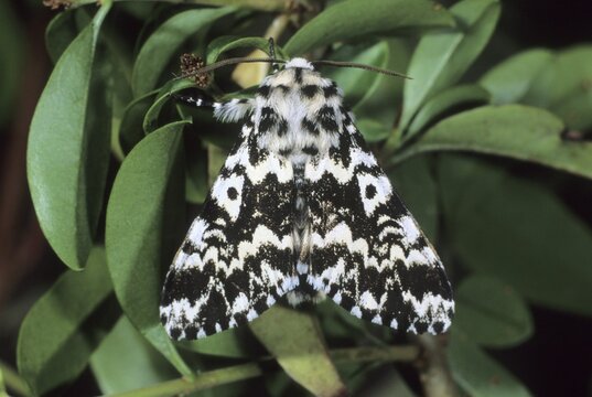 Black Arches or Nun Moth (Lymantria monacha)