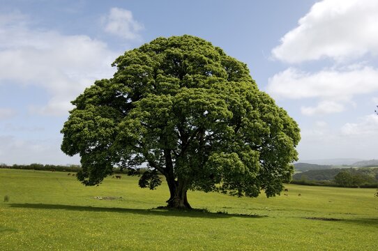 Maple tree South Devon England Grossbrittanien