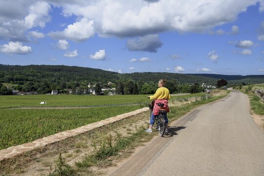 Cyclist in the vineyards on the Route des Grands-Crus, Route of Fine Wines, near Savigny-l&egrave;s-Beaune, D&eacute;partement C&ocirc;te-d'Or, Burgundy, France
