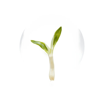 Sprout seedling growth of a small green plant with leaves and roots isolated on a transparent background for gardening