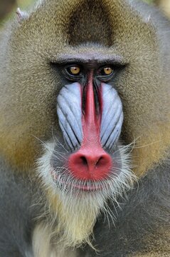 Mandrill (Mandrillus sphinx), male, animal portrait, captive, South-West Region, Cameroon