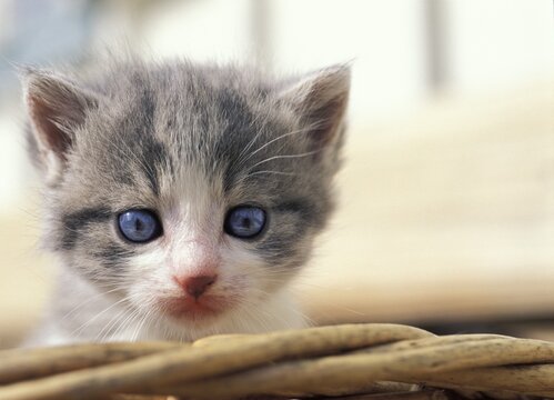 Grey-white kitten
