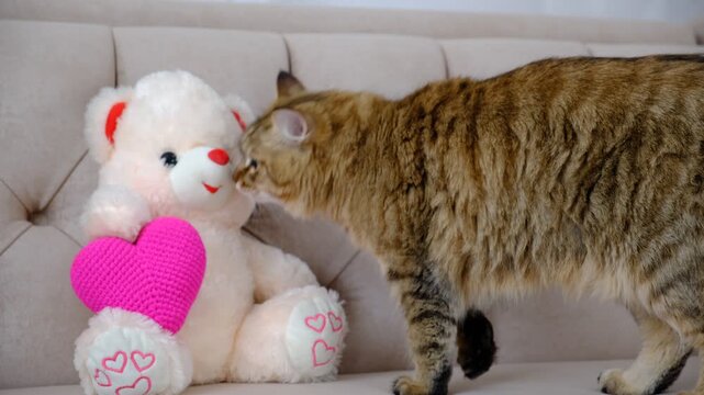 Cute curious cat with soft toy, teddy bear with pink heart. Pretty crossbreed cat. Happy Valentines Day. Happy Birthday. Curious kitten looking at camera, cozy home. Atmospheric mood
