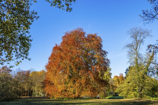 Copper beech in the Marly Garden in autumn, World Heritage Site Park Sanssouci, Potsdam, Brandenburg, Germany