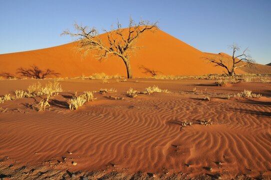 Dune 45 near Sossusvlei, Namib Desert, Namib Naukluft Park, Namibia, Africa