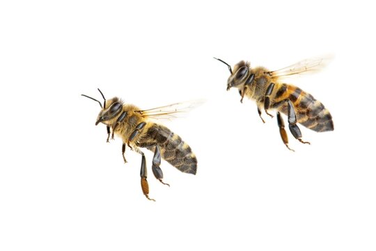 Honey bee (Apis mellifera), insect, cropped background, Vechta, Lower Saxony, Germany