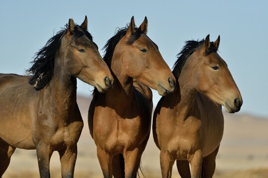 Desert Horses, Namib wild horses or Namib's (Equus ferus) near waterhole Garub, near Aus, Karas Region, Namibia