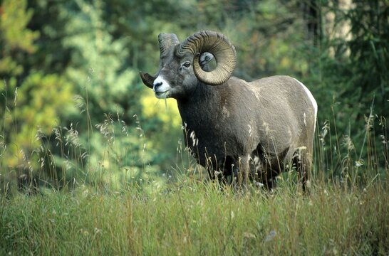 North American Big Horn Sheep (Ovis canadensis), Jasper National Park, Alberta, Canada, North America