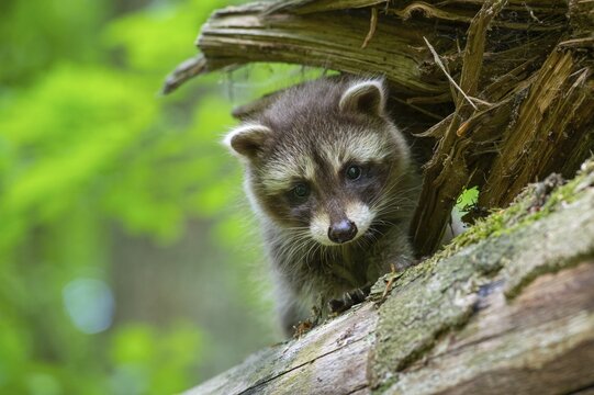 Young raccoon (Procyon lotor) on a discovery tour, Steinhagen, North Rhine-Westphalia, Germany