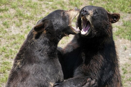 Two black bears (Ursus Americanus), fighting, France