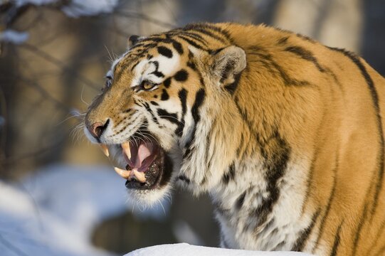 Siberian Tiger or Amur Tiger (Panthera tigris altaica) baring its teeth, captive, Saxony, Germany