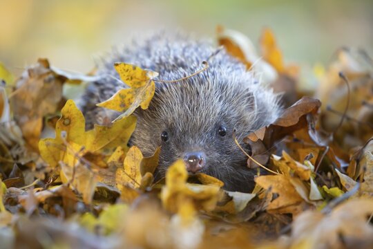 European hedgehog (Erinaceus europaeus) adult animal amongst fallen autumn leaves, England, United Kingdom