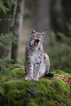Eurasian Lynx or Northern Lynx (Lynx lynx) yawning whilst standing on a rock, Bavarian Forest National Park, Bavaria, Germany