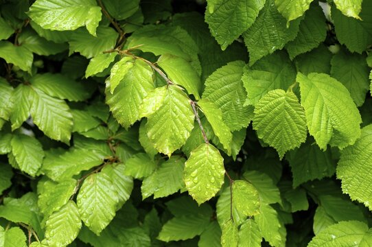 Wet leaves beech and hazelnut