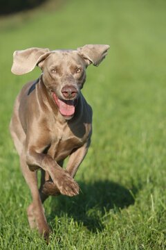 Weimaraner, short hair, hound