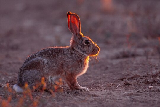 Desert Cottontail (Sylvilagus audubonii), Arches National Park, Utah, USA, North America