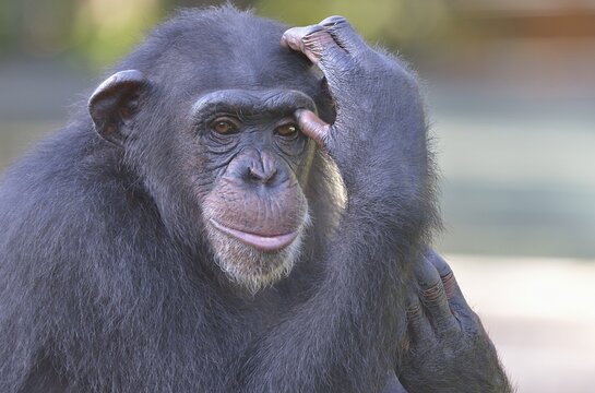 West African Chimpanzee (Pan troglodytes verus), Tacugama Chimpanzee Sanctuary, Province Western Area Tacugama, Sierra Leone