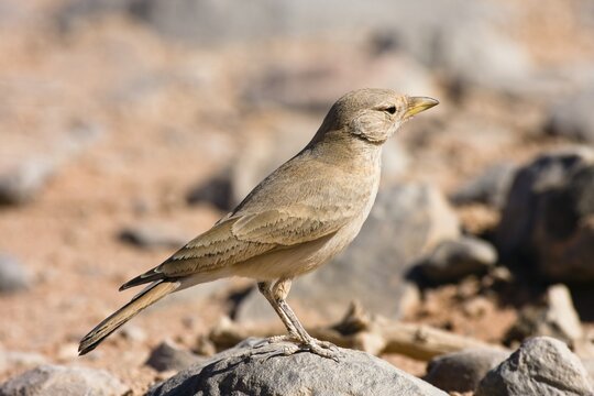 Desert Lark (Ammomanes deserti whitakeri), Libya, Sahara, North Africa, Africa