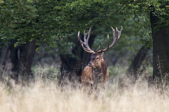 Red Deer (Cervus elaphus), stag, Copenhagen, Denmark