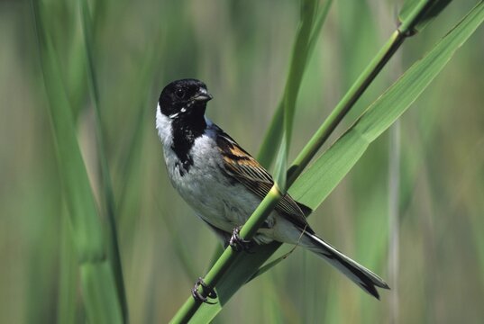 Reed Bunting (Emberiza schoeniclus) in reed