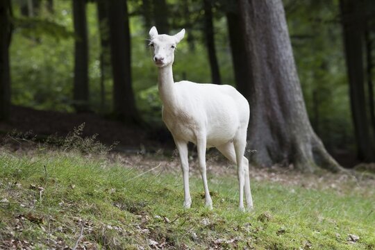 Fallow Deer (Dama dama), female, albino, Daun Deer Park, Eifel, Rhineland-Palatinate, Germany, Europe