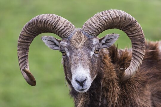 European mouflon (Ovis orientalis musimon), captive, Saarland, Germany