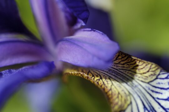 Blue iris, bloom, detail, close up