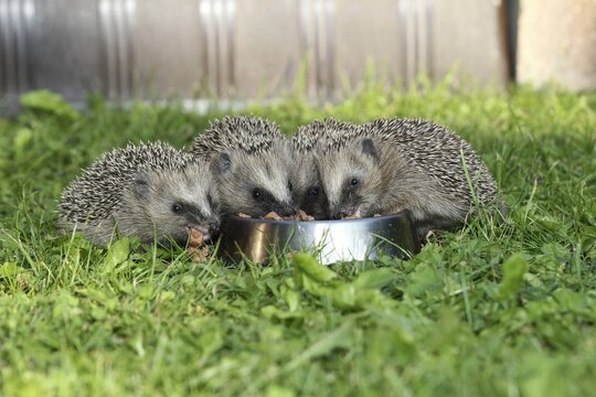 Hedgehog (Erinaceus europaeus), young animals, 4 weeks, feeding from feeding bowl in the garden, Allg&auml;u, Bavaria, Germany