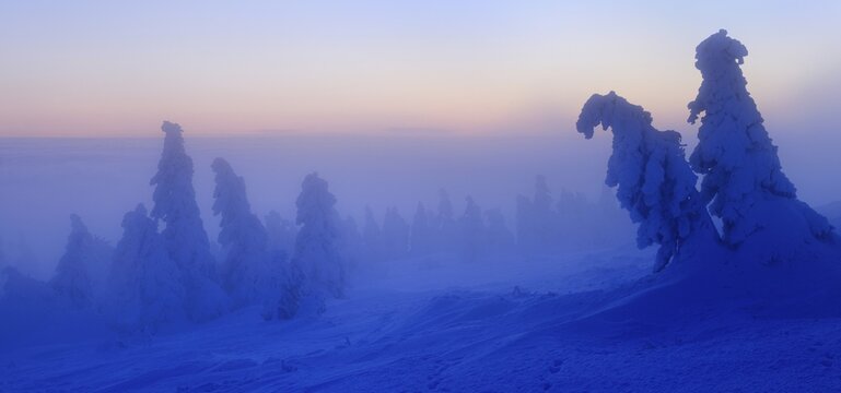 Panorama, in front of sunrise on the Brocken in winter, dawn, fog, snow-covered crooked spruces (Picea abies), Harz National Park, Saxony-Anhalt, Germany