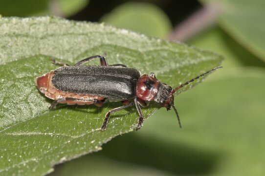 Soldier Beetle (Cantharis fusca), Untergr&ouml;ningen, Abtsgmuend, Baden-W&uuml;rttemberg, Germany