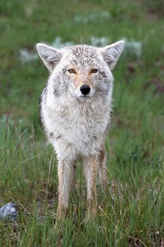 Coyote (Canis latrans), Yellowstone National Park, Wyoming, USA