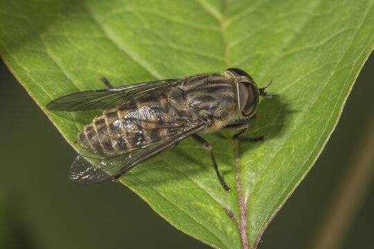 Common gadfly (Tabanus bromius) basking on a leaf, Baden-W&uuml;rttemberg, Germany