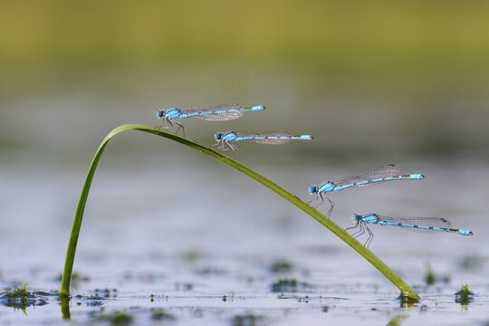 01_ (Enallagma cyathigerum) on a culm in boggy waters, Lower Saxony, Germany