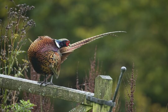 Common pheasant (Phasianus colchicus) adult male bird preening its tail feather whilst on a wooden gate, Wales, United Kingdom