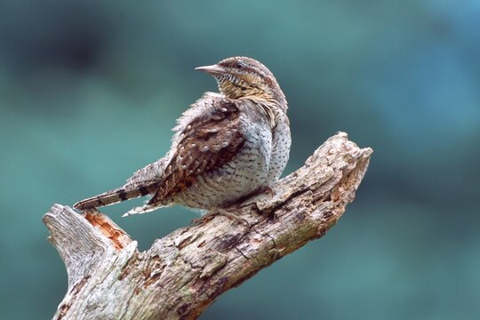 Eurasian Wryneck (Jynx torquilla) perched on a branch, Schwaz, North Tyrol, Austria, Europe