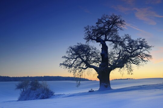 Winter landscape with solitary Oak (Quercus) at sunset, sparkling snow crystals, eastern Harz foreland, near Harzgerode, Saxony-Anhalt, Germany