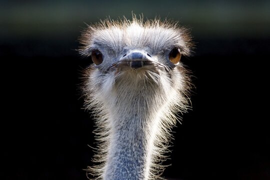 Ostrich (Struthio camelus), portrait, captive, Germany