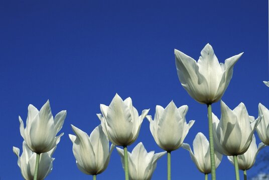 Tulip tulipa