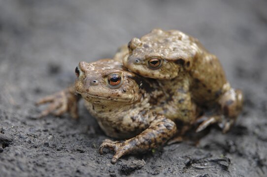 Common Toad or European Toad (Bufo bufo), amplexus, male and female during mating process, Thuringia, Germany