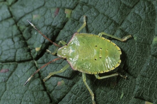 Green Shield Bug (Palomena prasina), larva