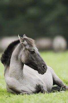 D&uuml;lmener Wildpferd, Merfelder Bruch, D&uuml;lmen, North Rhine-Westphalia, Germany