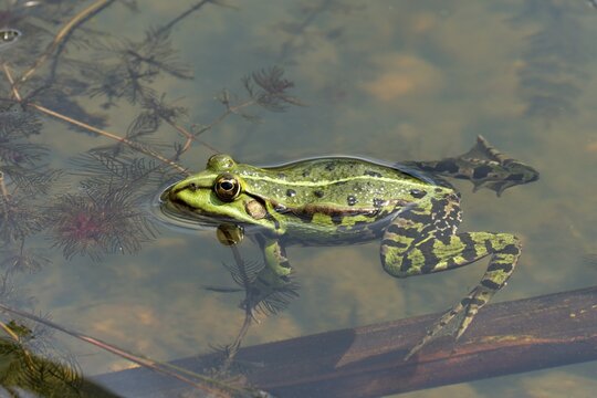 Edible frog (Rana esculenta), water, Burgenland, Austria