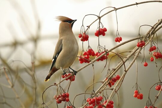 Bohemian waxwing (Bombycilla garrulus), Allg&auml;u, Bavaria, Germany