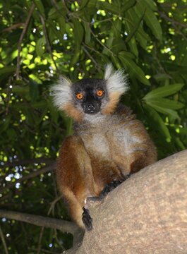 A female black lemur (Eulemur macaco), north of Madagascar, Madagascar