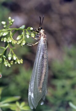 Antlion (Myrmeleon formicarius), Kaiserstuhl, Baden-Wuerttemberg, Germany, Europe