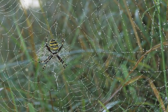 Wasp Spider (Argiope bruennichi) in its web covered in morning dew