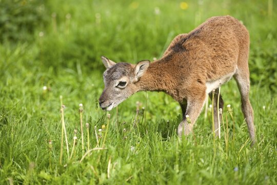 European Mouflon (Ovis ammon Musimon), lamb, Thuringia, Germany
