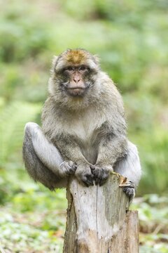 Barbary Macaque (Macaca sylvanus), adult sitting on a tree stump, native to Morocco, captive, Rhineland-Palatinate, Germany